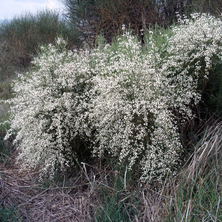 Genêt blanc, Rtem, Retama monosperma image